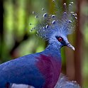 slides/IMG_1123.jpg victoria, crowned, pigeon, bird, wildlife, crest, feather, colour, bird park, kuala lumpur, malaysia SEAK9 - Victoria Crowned Pigeon, Bird Park, Kuala Lumpur, Malaysia